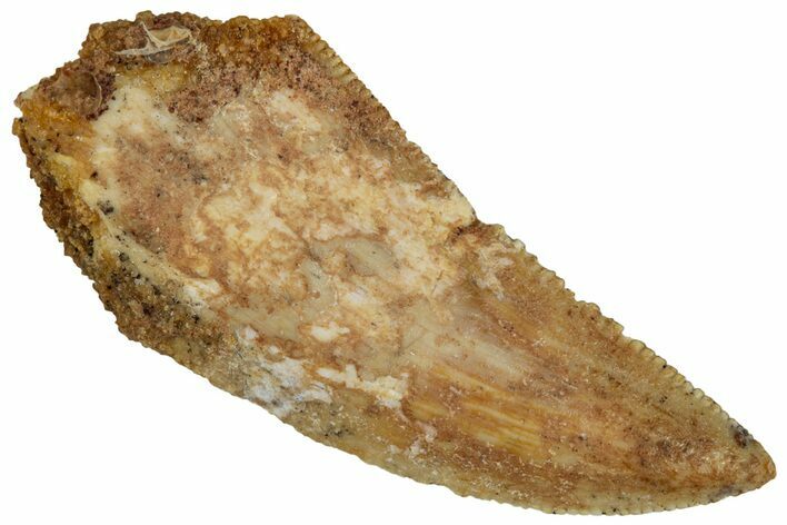 Serrated, Raptor Tooth - Real Dinosaur Tooth #295972